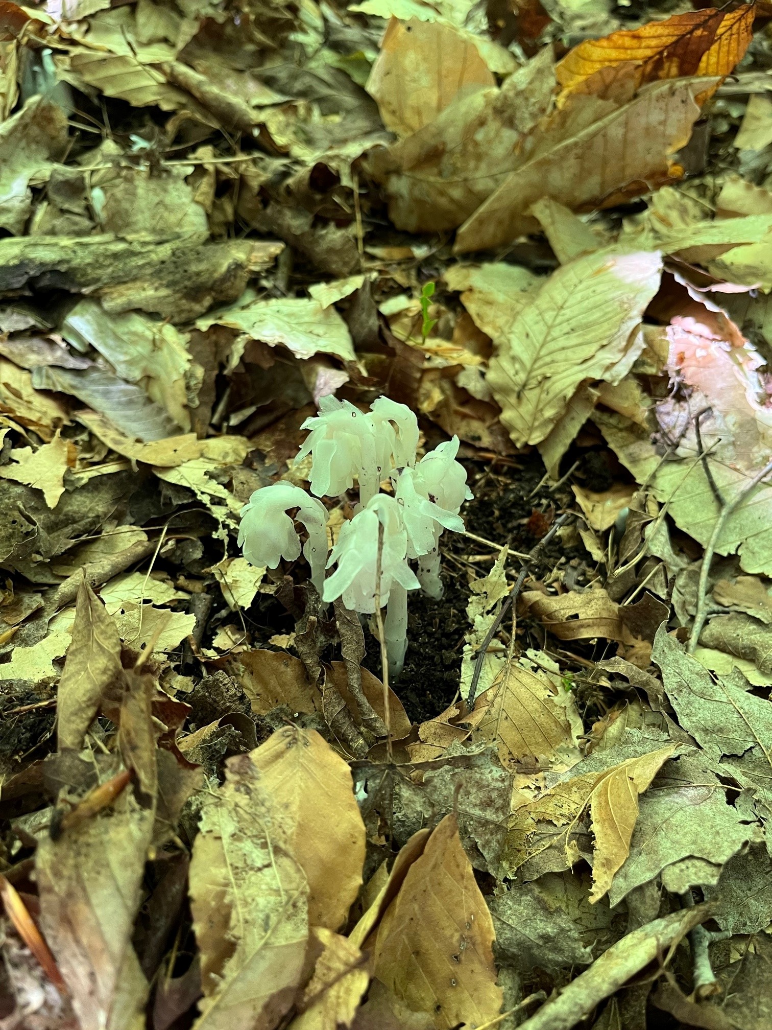 Indian pipes in a cluster in among leaf litter in a wooded area. 